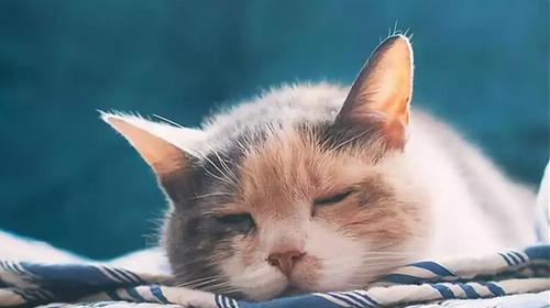 猫咪感冒打喷嚏视频怎么处理？常见原因和解决方法是什么？