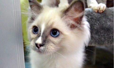 猫咪各种品种的名字有哪些？如何根据特点选择适合的猫咪品种？