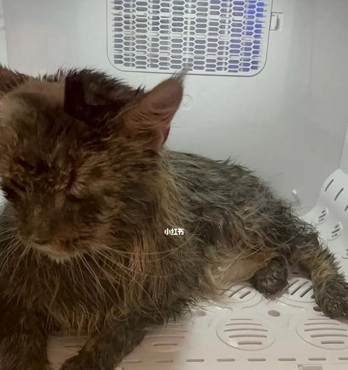 猫咪很饿却无法进食怎么办？可能的原因和解决方法是什么？