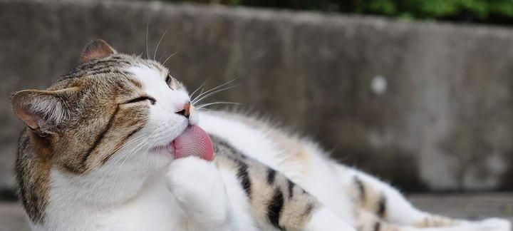 猫咪很饿却无法进食怎么办？可能的原因和解决方法是什么？
