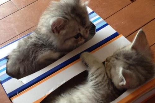猫咪互相打架怎么办？如何有效预防和解决？