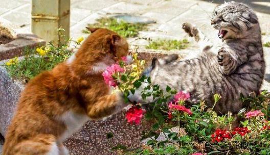 猫咪互相打架怎么办？如何有效预防和解决？