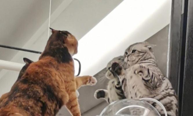 猫咪互相打架怎么办？如何有效预防和解决？