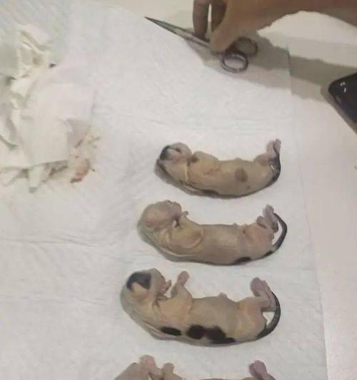 猫咪怀孕肚子会变多大？怀孕期间的肚子变化是怎样的？