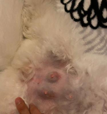 猫咪怀孕周期是多久？生小猫需要注意什么？