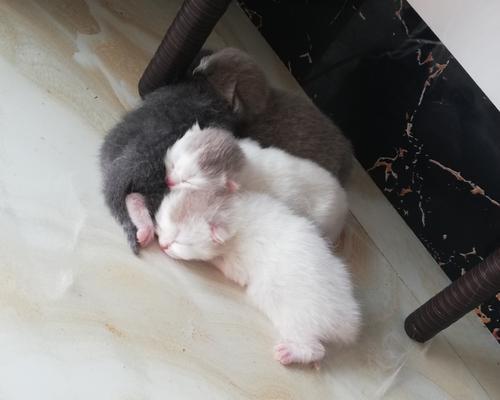 猫咪怀孕周期是多久？生小猫需要注意什么？