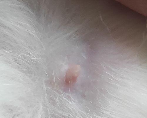 猫咪几个月长出乳头？这是正常的发育过程吗？