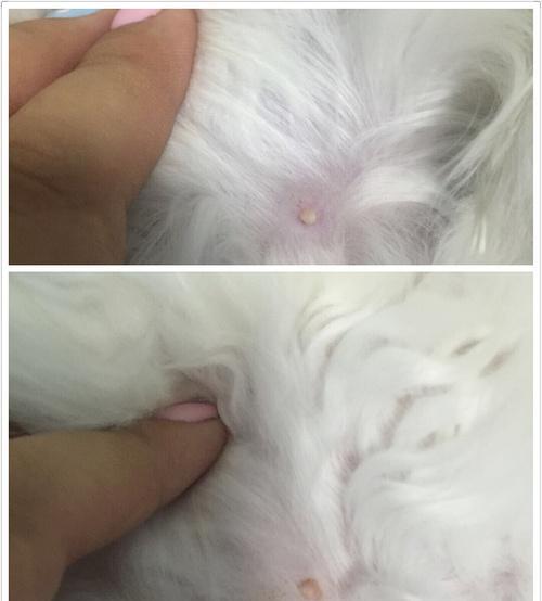 猫咪几个月长出乳头？这是正常的发育过程吗？