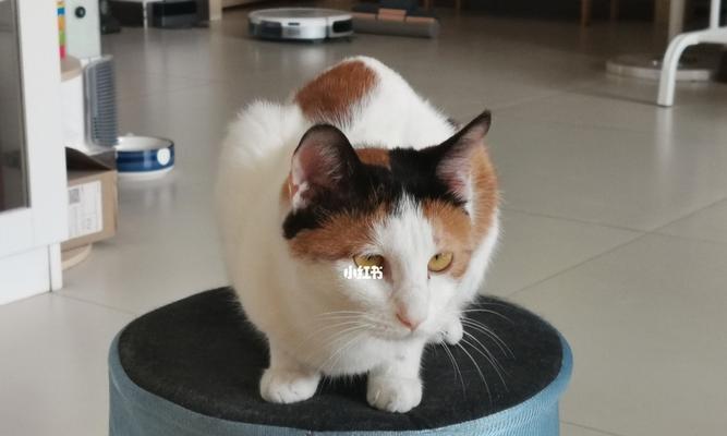 猫咪几个月开始长大？成长过程中的常见问题解答