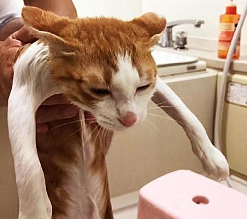 猫咪脊椎受伤怎么办？如何进行家庭护理和紧急处理？