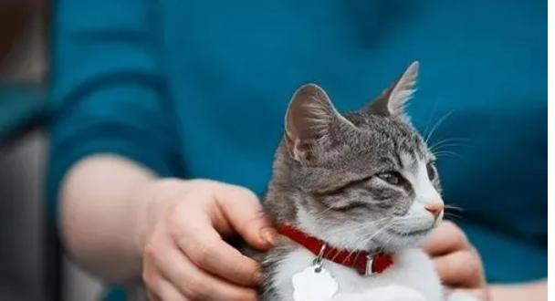 猫咪脊椎受伤怎么办？如何进行家庭护理和紧急处理？