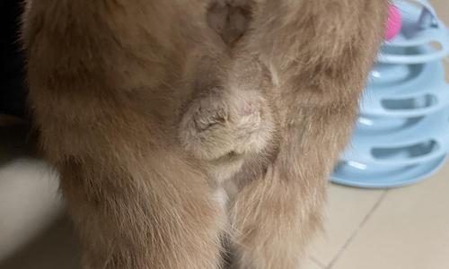 猫咪绝育后蛋蛋出现白色分泌物是怎么回事？