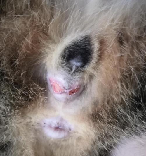 猫咪绝育后蛋蛋出现白色分泌物是怎么回事？