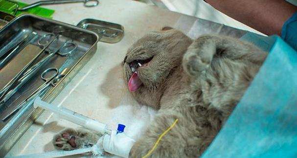 猫咪绝育手术的过程是怎样的？术后护理需要注意什么？