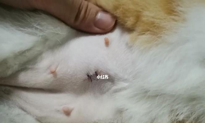 猫咪绝育的最佳年龄是什么时候？手术后需要注意哪些事项？