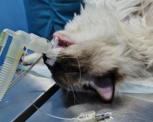 猫咪绝育的潜在风险是什么？如何避免绝育后的不良反应？