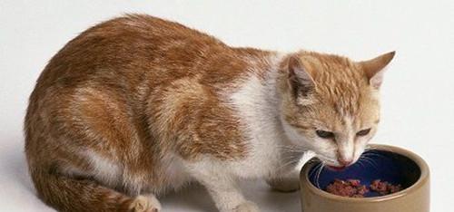 猫咪拉肚子怎么治回？有效家庭治疗方法有哪些？