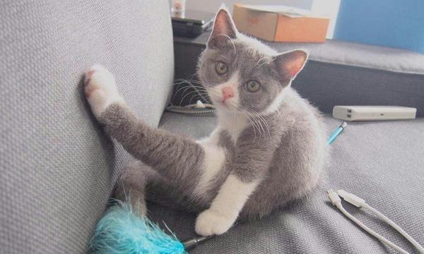 猫咪拉肚子怎么治回？有效家庭治疗方法有哪些？