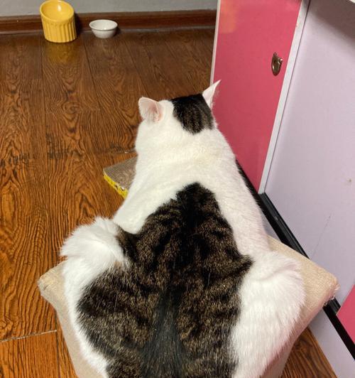 猫咪拉屎时屁股受伤怎么办？如何预防和处理？