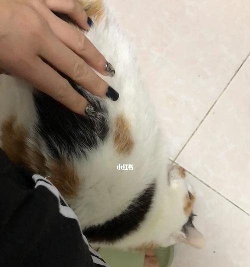 猫咪拉屎时屁股受伤怎么办？如何预防和处理？