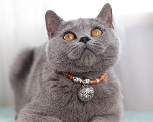 猫咪拉稀了还能进行驱虫吗？驱虫对腹泻有帮助吗？