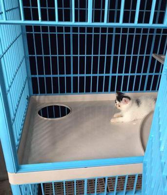 猫咪拉稀时关笼子是最佳处理方法吗？还有哪些解决措施？