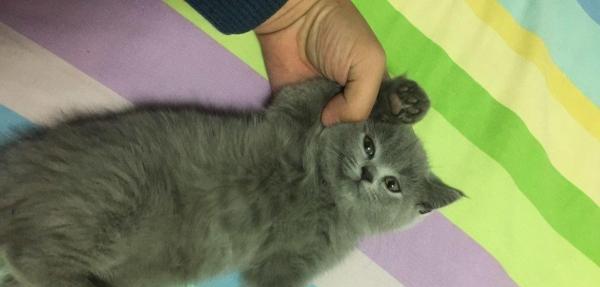 猫咪满几个月应该打疫苗？常见问题解答？