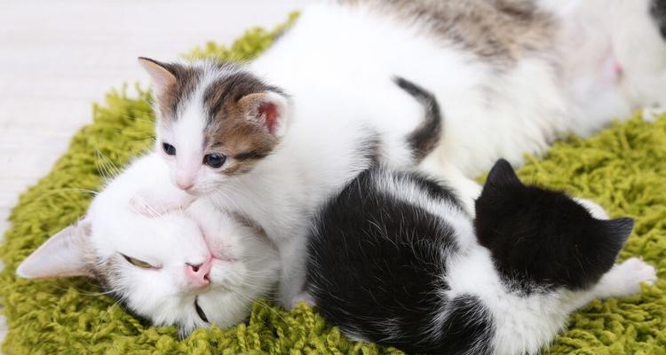 猫咪每天吃蛋黄好吗？对健康有什么影响？