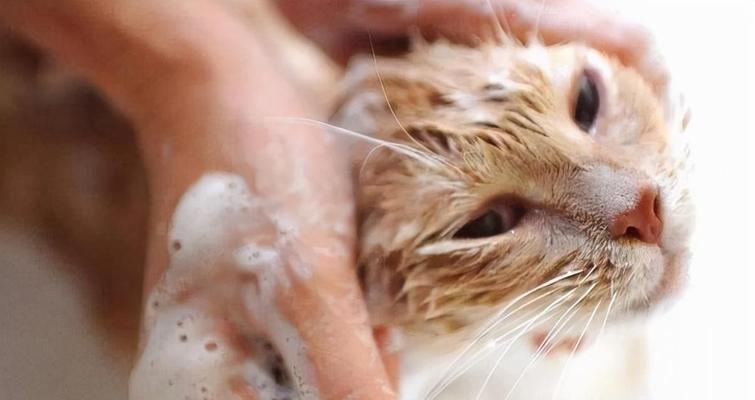 猫咪每天都要洗澡么？正确的猫咪洗澡频率是多少？