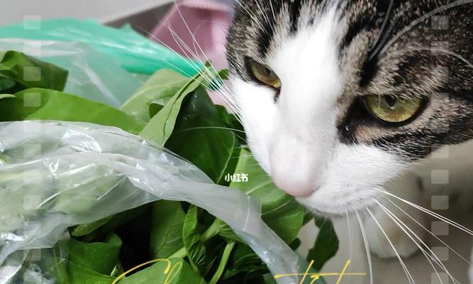 猫咪能吃的菜有哪些？安全喂食指南是什么？