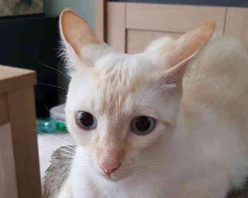 猫咪能随身上飞机吗？航空宠物政策是什么？