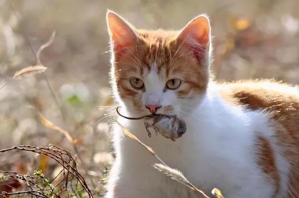 猫咪能随身上飞机吗？航空宠物政策是什么？