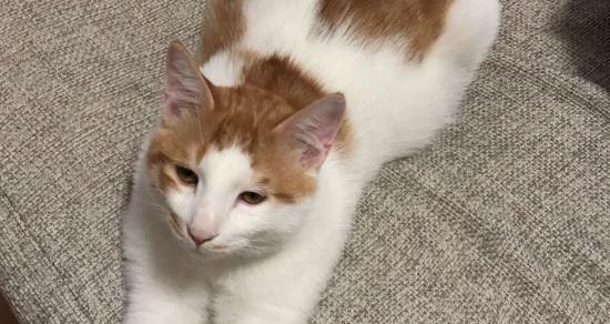 猫咪呕吐之后应该吃什么？如何处理呕吐问题？