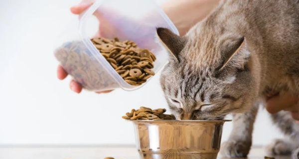 猫咪呕吐之后应该吃什么？如何处理呕吐问题？