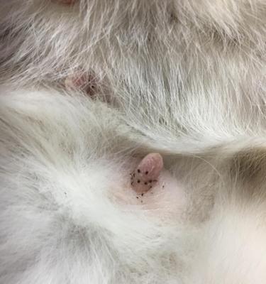 猫咪乳头红肿怎么办？如何进行家庭护理和治疗？