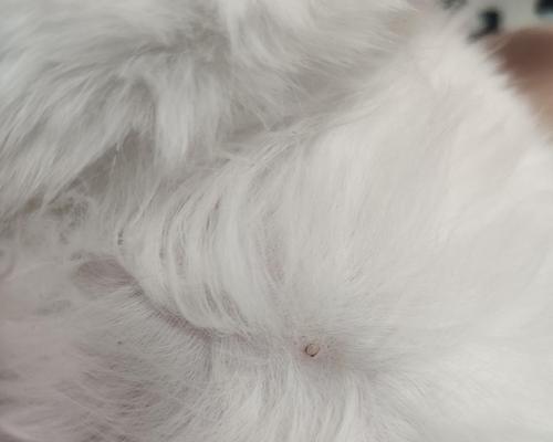 猫咪乳头红肿怎么办？如何进行家庭护理和治疗？