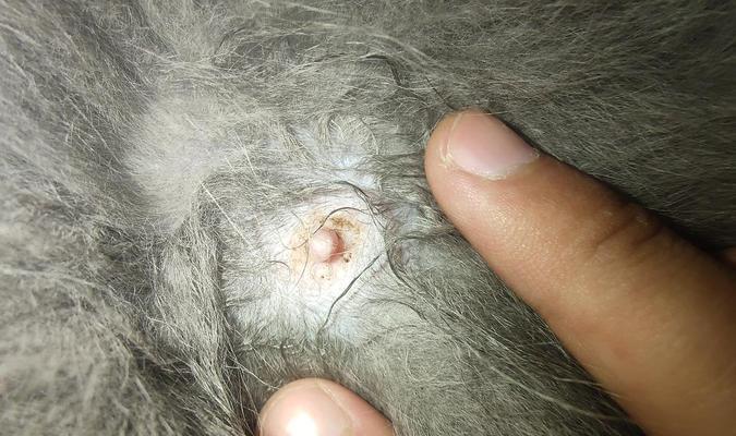 猫咪乳头红肿怎么办？如何进行家庭护理和治疗？