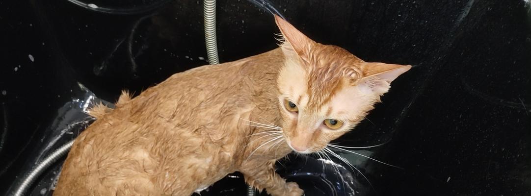 三个月大的猫咪可以洗澡吗？需要注意什么？