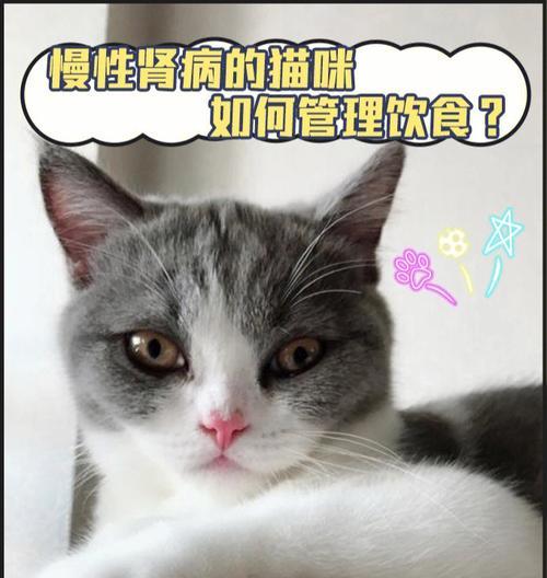 猫咪肾病需要治疗吗？如何判断和处理？