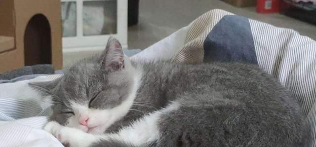 猫咪肾病需要治疗吗？如何判断和处理？