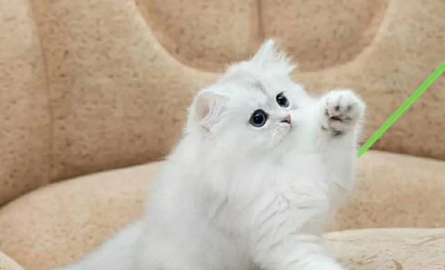 猫咪生产要准备什么？如何确保母猫和小猫的安全？