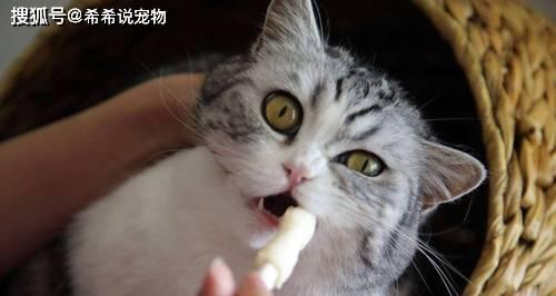 猫咪生了绦虫怎么办？如何有效治疗和预防？