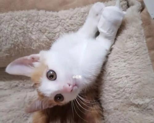 新生小猫的营养需求是什么？猫咪哺乳期的饮食建议？