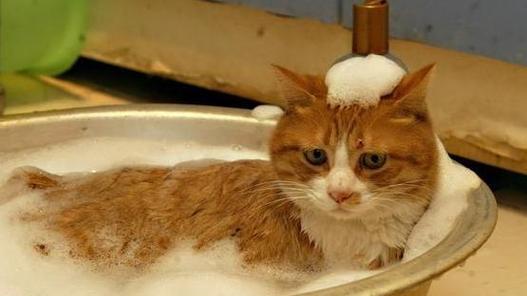 猫咪不幸去世意味着什么？有哪些传统说法和现代观点？