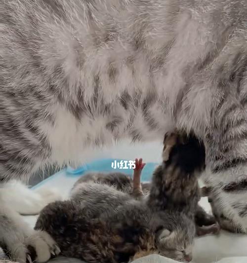 猫咪不幸去世意味着什么？有哪些传统说法和现代观点？