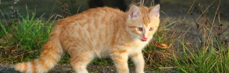 猫咪体温偏高怎么办？如何正确测量和处理？