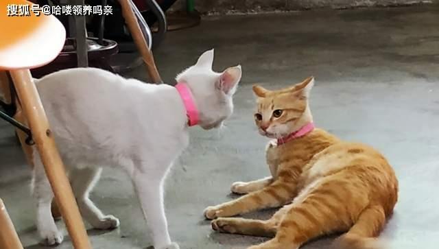 猫咪突然打架怎么办？如何快速平息冲突？