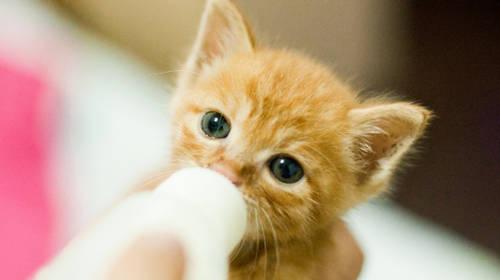 猫咪脱水严重怎么办？如何快速识别和应对？
