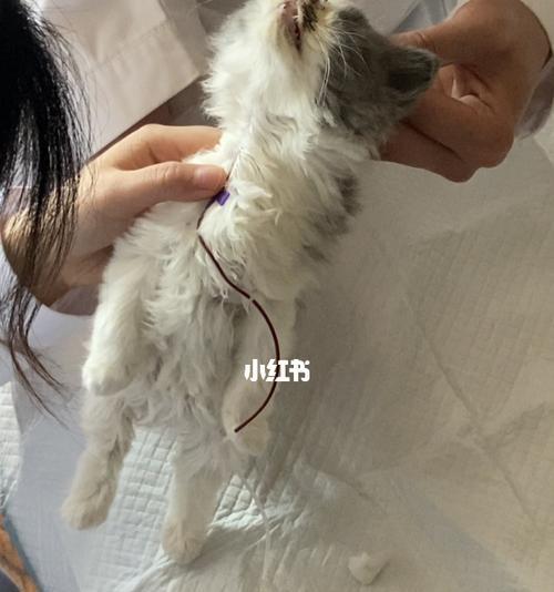 猫咪脱水严重怎么办？如何快速识别和应对？