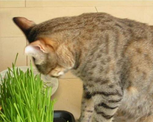 猫咪不吃猫草是什么原因？如何解决？